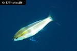 pentapodus setosus pentapodus setosus