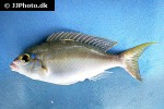scolopsis affinis scolopsis affinis