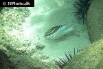 scolopsis bilineata scolopsis bilineata