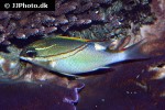 scolopsis bilineata scolopsis bilineata