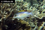 scolopsis bilineata scolopsis bilineata