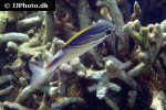 scolopsis bilineata scolopsis bilineata