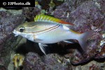 scolopsis bilineata scolopsis bilineata