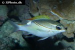 scolopsis bilineata scolopsis bilineata