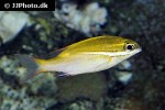 scolopsis bilineata scolopsis bilineata