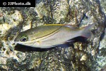 scolopsis bilineata scolopsis bilineata