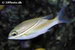 scolopsis bilineata scolopsis bilineata