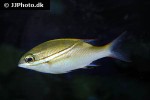 scolopsis bilineata scolopsis bilineata