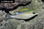 scolopsis bilineata scolopsis bilineata