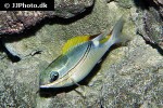 scolopsis bilineata scolopsis bilineata