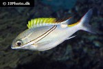 scolopsis bilineata scolopsis bilineata