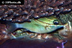 scolopsis bilineata scolopsis bilineata