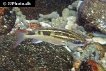 scolopsis lineata scolopsis lineata