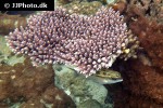 scolopsis lineata scolopsis lineata