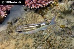 scolopsis lineata scolopsis lineata