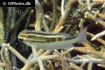 scolopsis lineata scolopsis lineata