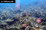 scolopsis lineata scolopsis lineata