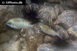 scolopsis margaritifera scolopsis margaritifera