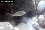 scolopsis margaritifera scolopsis margaritifera