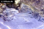 scolopsis margaritifera scolopsis margaritifera