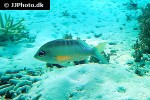 scolopsis margaritifera scolopsis margaritifera