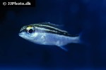scolopsis trilineata scolopsis trilineata
