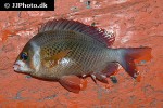 scolopsis vosmeri scolopsis vosmeri