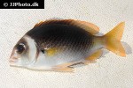 scolopsis vosmeri scolopsis vosmeri