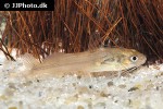 brachyrhamdia heteropleura brachyrhamdia heteropleura
