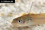 brachyrhamdia heteropleura brachyrhamdia heteropleura