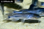 brachyrhamdia marthae brachyrhamdia marthae