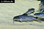 brachyrhamdia marthae brachyrhamdia marthae