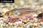 brachyrhamdia meesi brachyrhamdia meesi