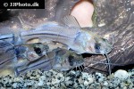 brachyrhamdia meesi brachyrhamdia meesi