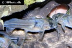 brachyrhamdia meesi brachyrhamdia meesi
