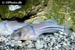 brachyrhamdia meesi brachyrhamdia meesi