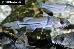 brachyrhamdia meesi brachyrhamdia meesi