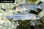 brachyrhamdia meesi brachyrhamdia meesi
