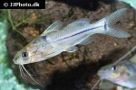 brachyrhamdia meesi brachyrhamdia meesi