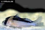 brachyrhamdia rambarrani brachyrhamdia rambarrani