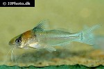 brachyrhamdia rambarrani brachyrhamdia rambarrani