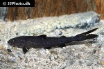 cetopsorhamdia species cetopsorhamdia species