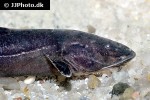 cetopsorhamdia species cetopsorhamdia species