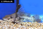 goeldiella eques goeldiella eques