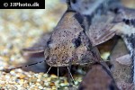 goeldiella eques goeldiella eques