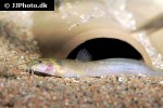 heptapterus mustelinus heptapterus mustelinus