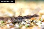 imparfinis minutus imparfinis minutus
