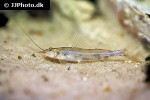 imparfinis pseudonemacheir imparfinis pseudonemacheir