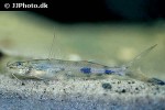 imparfinis pseudonemacheir imparfinis pseudonemacheir