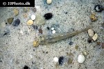 imparfinis pseudonemacheir imparfinis pseudonemacheir